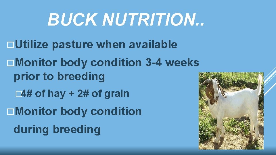 BUCK NUTRITION. . Utilize pasture when available Monitor body condition 3 -4 weeks prior