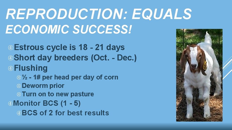 REPRODUCTION: EQUALS ECONOMIC SUCCESS! Estrous cycle is 18 - 21 days Short day breeders