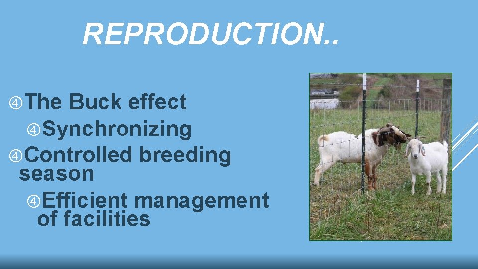 REPRODUCTION. . The Buck effect Synchronizing Controlled breeding season Efficient management of facilities 