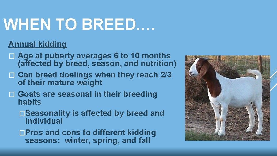 WHEN TO BREED. … Annual kidding � Age at puberty averages 6 to 10 WHEN TO BREED. … Annual kidding � Age at puberty averages 6 to 10