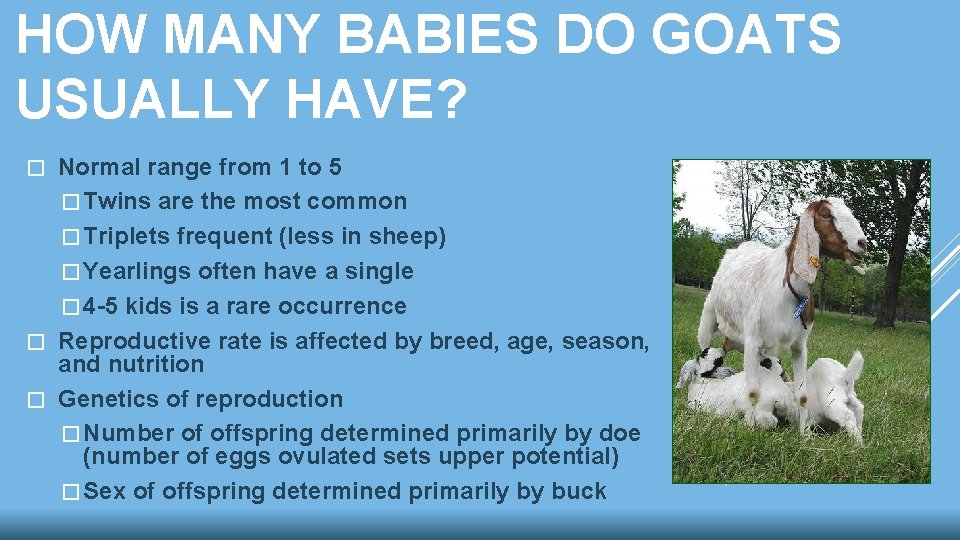 HOW MANY BABIES DO GOATS USUALLY HAVE? Normal range from 1 to 5 �