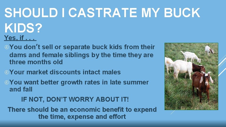 SHOULD I CASTRATE MY BUCK KIDS? Yes, if. . . You don’t sell or SHOULD I CASTRATE MY BUCK KIDS? Yes, if. . . You don’t sell or