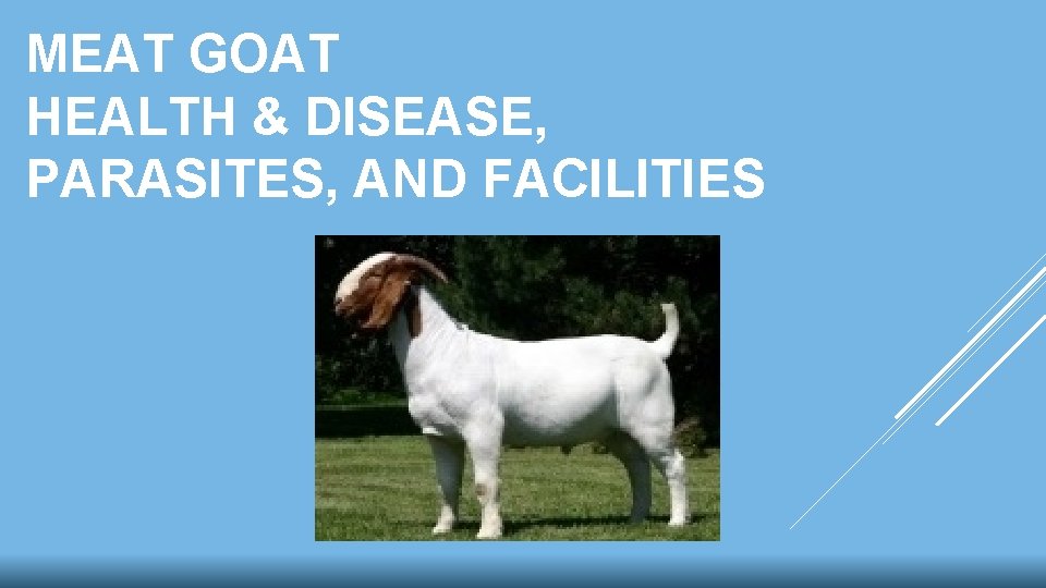 MEAT GOAT HEALTH & DISEASE, PARASITES, AND FACILITIES MEAT GOAT HEALTH & DISEASE, PARASITES, AND FACILITIES