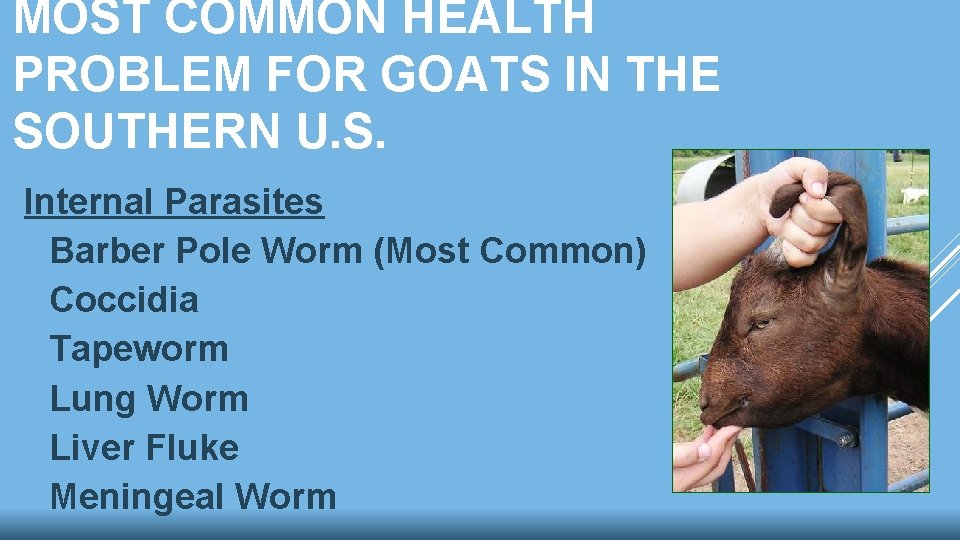 MOST COMMON HEALTH PROBLEM FOR GOATS IN THE SOUTHERN U. S. Internal Parasites Barber