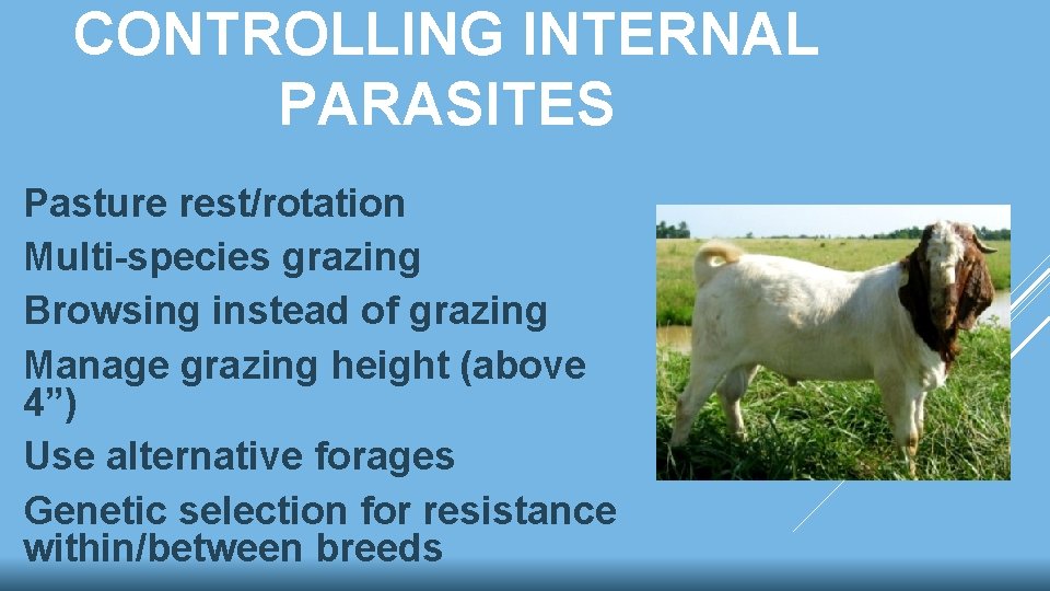 CONTROLLING INTERNAL PARASITES Pasture rest/rotation Multi-species grazing Browsing instead of grazing Manage grazing height