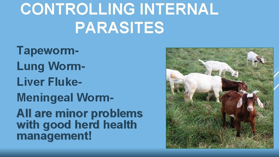 CONTROLLING INTERNAL PARASITES Tapeworm. Lung Worm. Liver Fluke. Meningeal Worm. All are minor problems