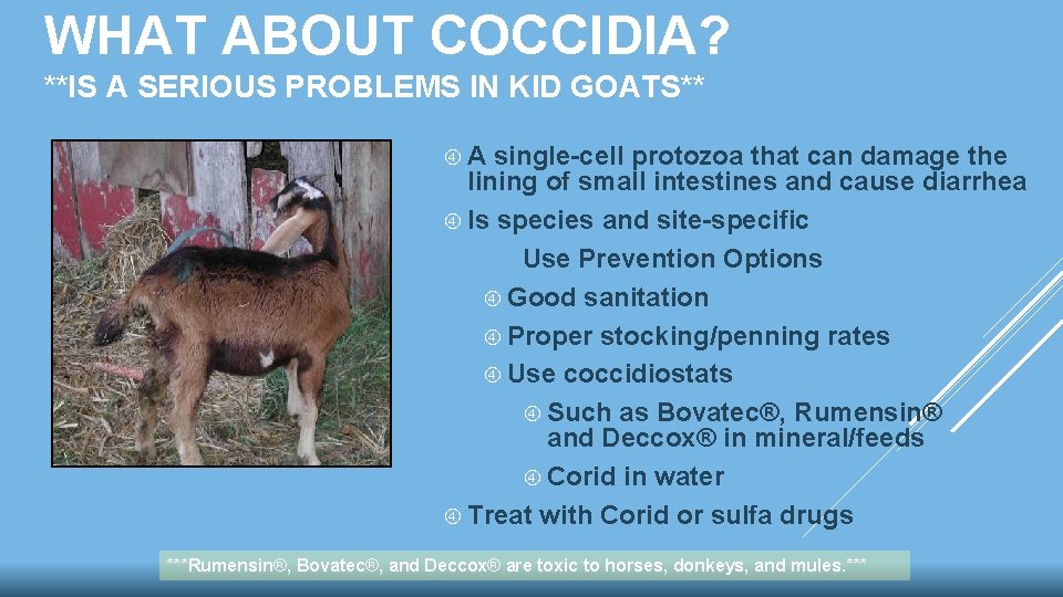 WHAT ABOUT COCCIDIA? **IS A SERIOUS PROBLEMS IN KID GOATS** A single-cell protozoa that WHAT ABOUT COCCIDIA? **IS A SERIOUS PROBLEMS IN KID GOATS** A single-cell protozoa that