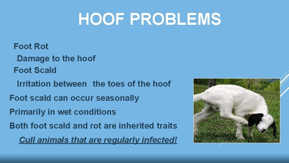 HOOF PROBLEMS Foot Rot Damage to the hoof Foot Scald Irritation between the toes