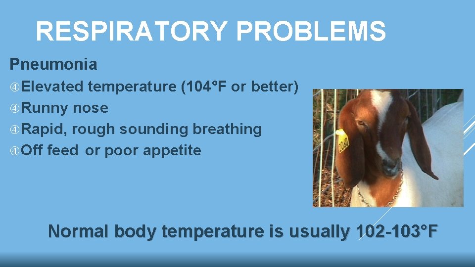 RESPIRATORY PROBLEMS Pneumonia Elevated temperature (104°F or better) Runny nose Rapid, rough sounding breathing