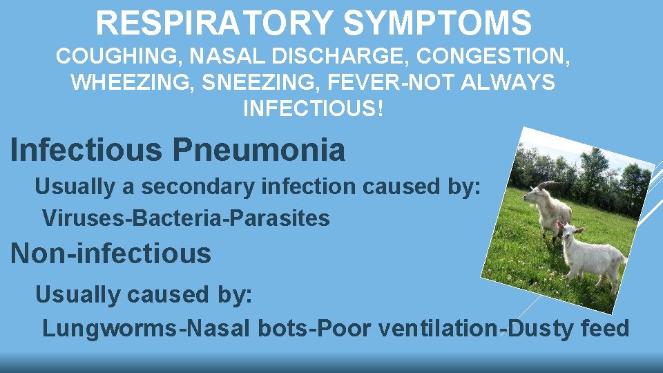 RESPIRATORY SYMPTOMS COUGHING, NASAL DISCHARGE, CONGESTION, WHEEZING, SNEEZING, FEVER-NOT ALWAYS INFECTIOUS! Infectious Pneumonia Usually