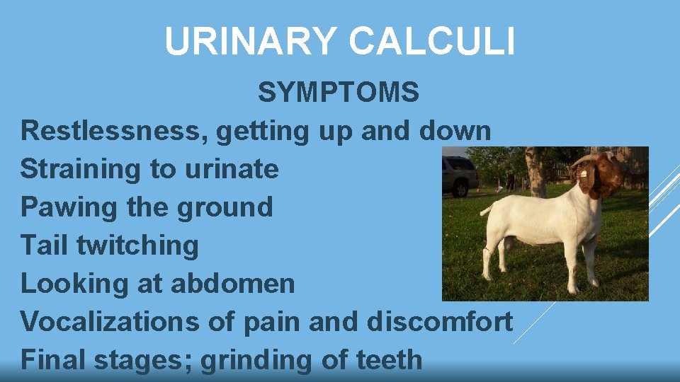 URINARY CALCULI SYMPTOMS Restlessness, getting up and down Straining to urinate Pawing the ground