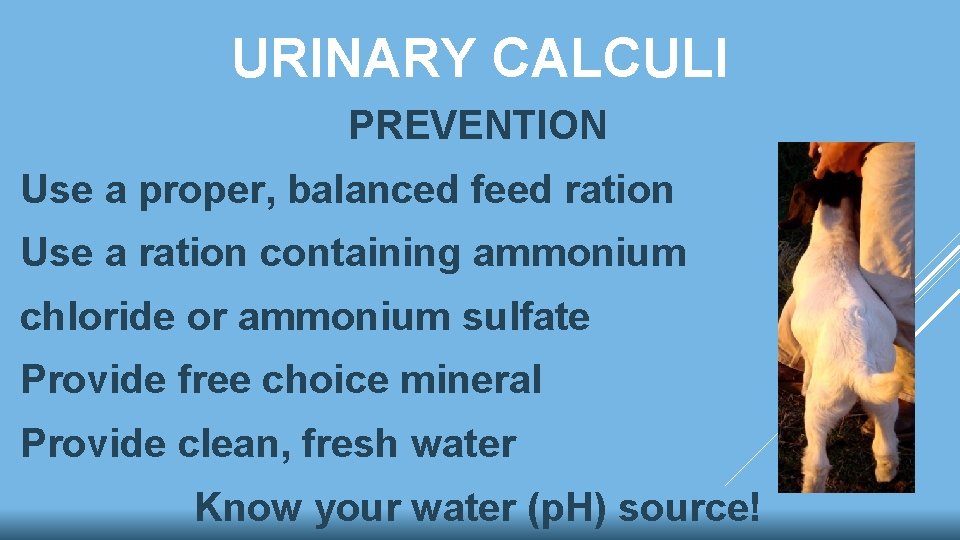 URINARY CALCULI PREVENTION Use a proper, balanced feed ration Use a ration containing ammonium