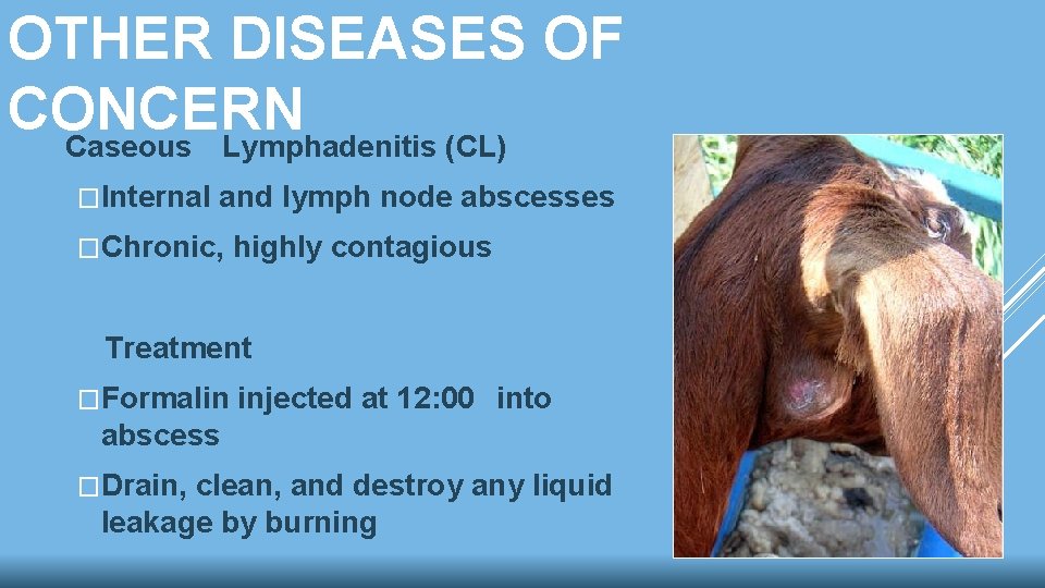 OTHER DISEASES OF CONCERN Caseous Lymphadenitis (CL) �Internal and lymph node abscesses �Chronic, highly