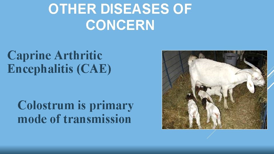 OTHER DISEASES OF CONCERN Caprine Arthritic Encephalitis (CAE) Colostrum is primary mode of transmission