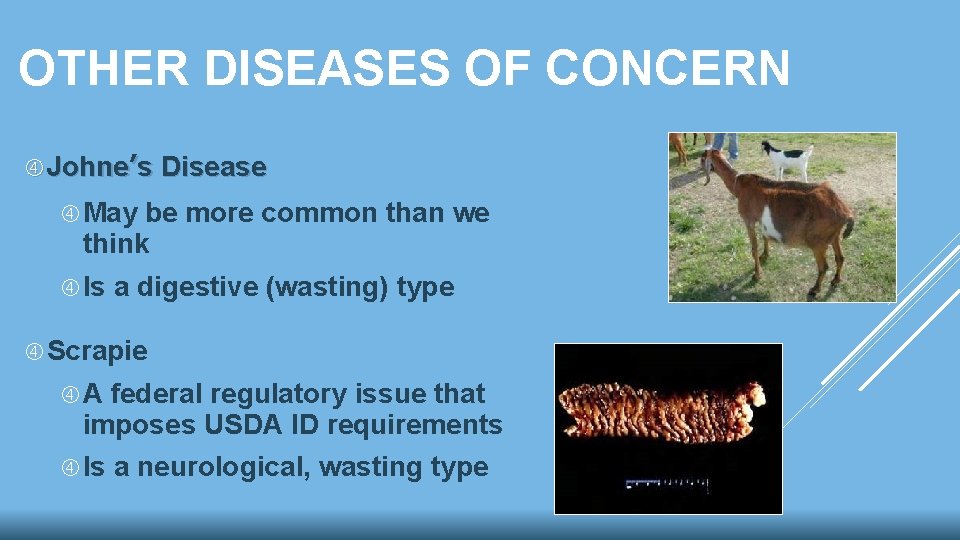 OTHER DISEASES OF CONCERN Johne’s Disease May be more common than we think Is OTHER DISEASES OF CONCERN Johne’s Disease May be more common than we think Is