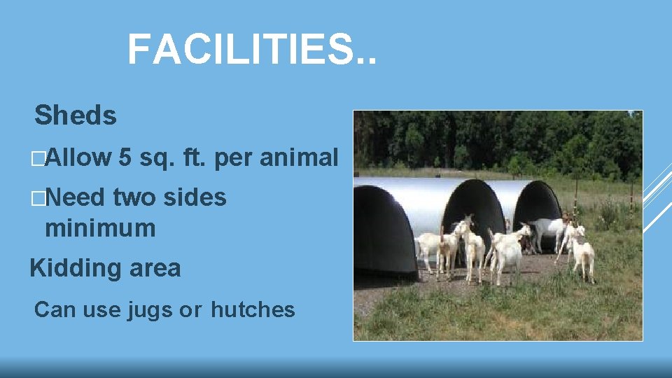 FACILITIES. . Sheds �Allow 5 sq. ft. per animal �Need two sides minimum Kidding