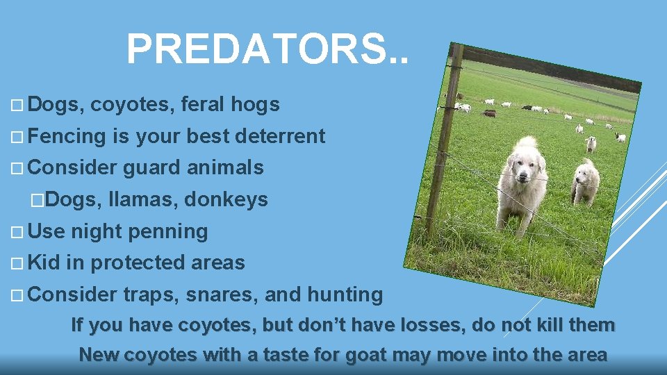 PREDATORS. . Dogs, coyotes, feral hogs Fencing is your best deterrent Consider �Dogs, guard