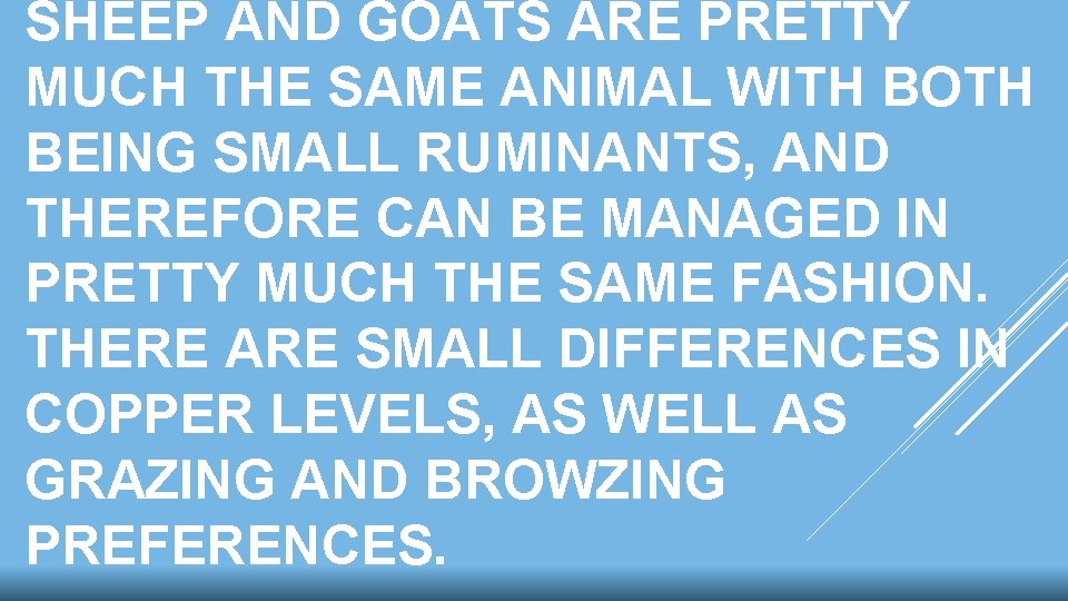 SHEEP AND GOATS ARE PRETTY MUCH THE SAME ANIMAL WITH BOTH BEING SMALL RUMINANTS, SHEEP AND GOATS ARE PRETTY MUCH THE SAME ANIMAL WITH BOTH BEING SMALL RUMINANTS,