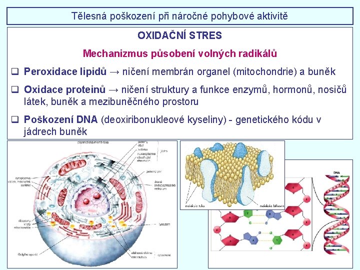 Tělesná poškození při náročné pohybové aktivitě OXIDAČNÍ STRES Mechanizmus působení volných radikálů q Peroxidace