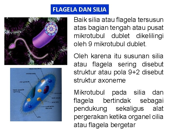 FLAGELA DAN SILIA Baik silia atau flagela tersusun atas bagian tengah atau pusat mikrotubul