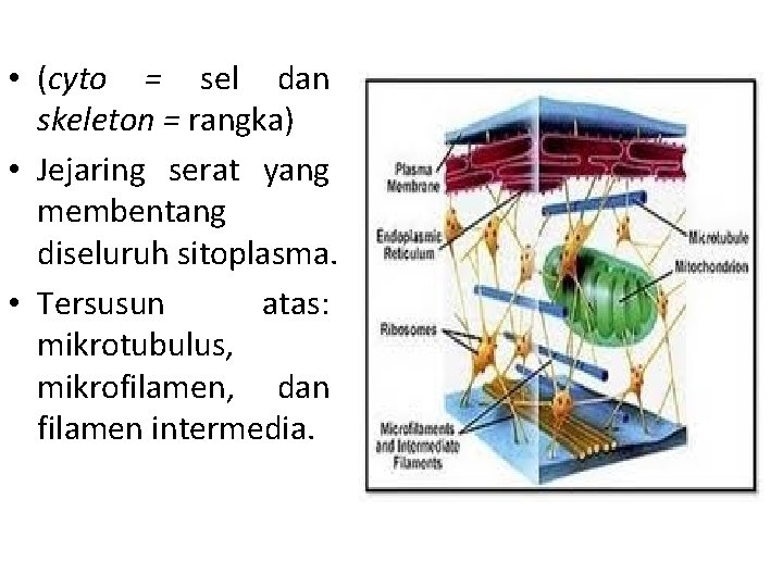  • (cyto = sel dan skeleton = rangka) • Jejaring serat yang membentang