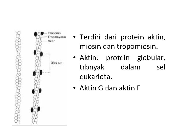  • Terdiri dari protein aktin, miosin dan tropomiosin. • Aktin: protein globular, trbnyak