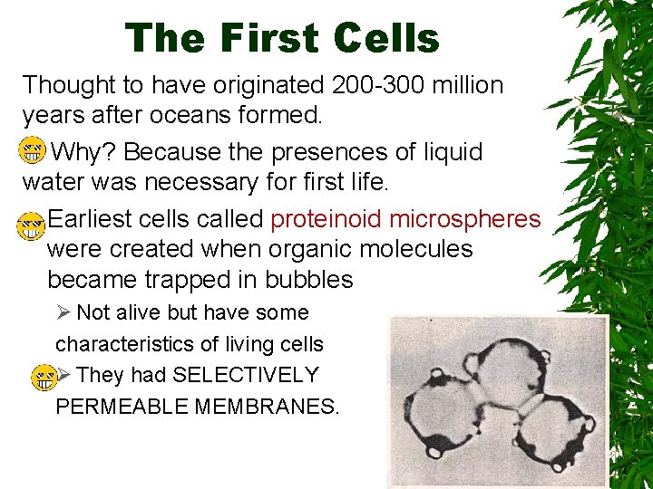 The First Cells Thought to have originated 200 -300 million years after oceans formed.