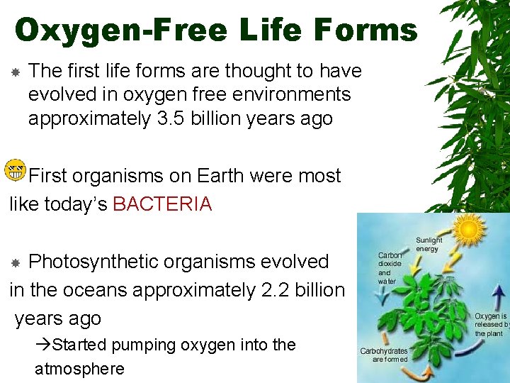 Oxygen-Free Life Forms The first life forms are thought to have evolved in oxygen