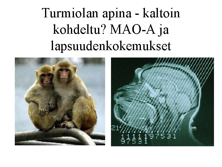 Turmiolan apina - kaltoin kohdeltu? MAO-A ja lapsuudenkokemukset 