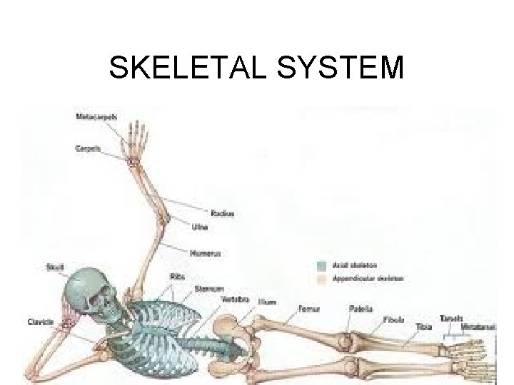 SKELETAL SYSTEM 