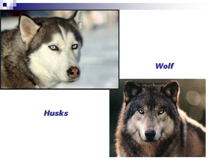 Wolf Husks 