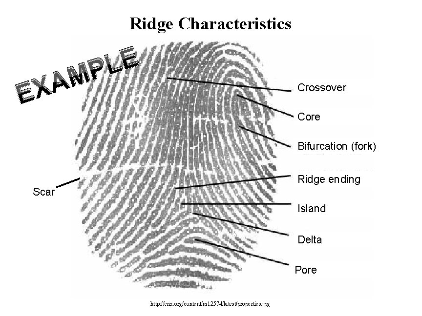 Ridge Characteristics E L P M A X E Crossover Core Bifurcation (fork) Ridge