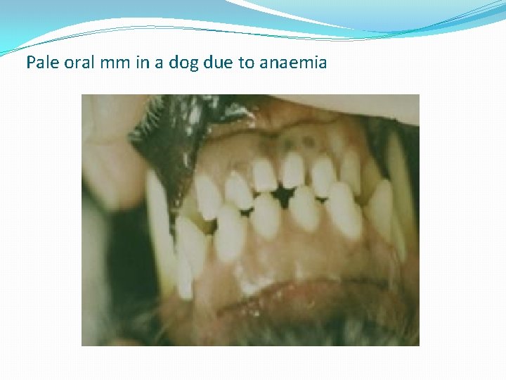 Pale oral mm in a dog due to anaemia 