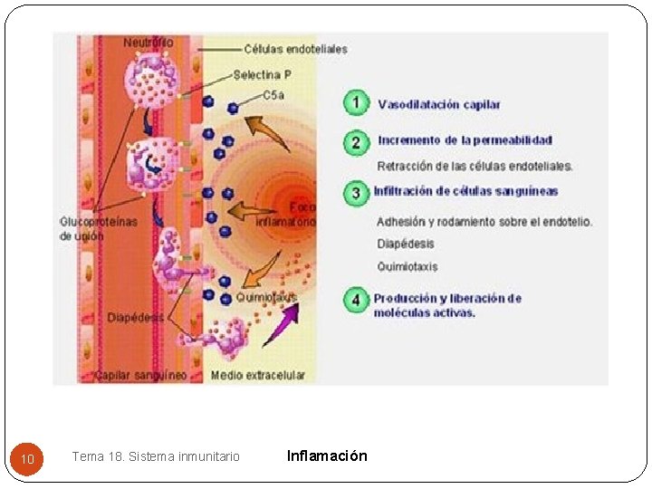 10 Tema 18. Sistema inmunitario Inflamación 10 Tema 18. Sistema inmunitario Inflamación