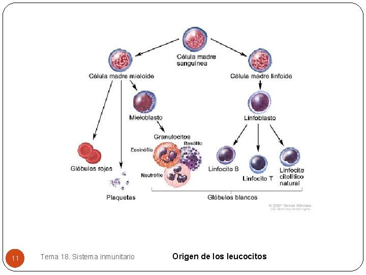 11 Tema 18. Sistema inmunitario Origen de los leucocitos 11 Tema 18. Sistema inmunitario Origen de los leucocitos