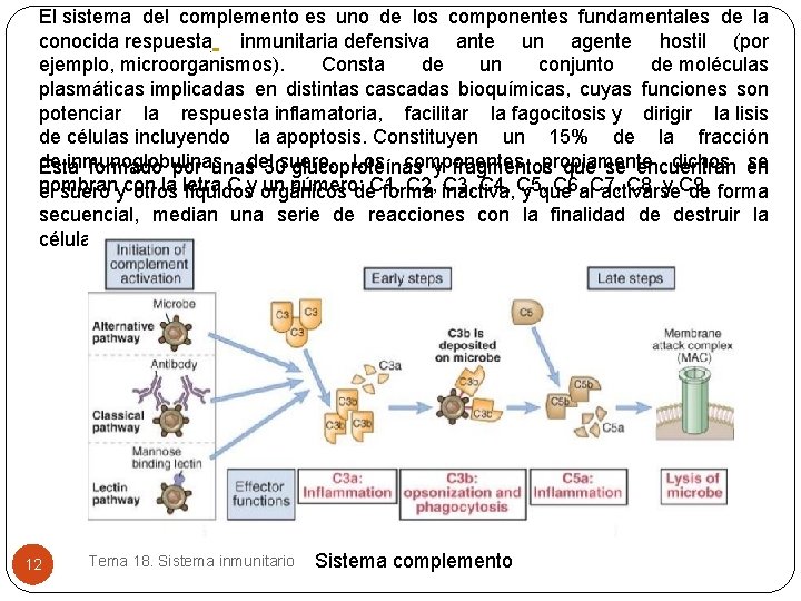 El sistema del complemento es uno de los componentes fundamentales de la conocida respuesta El sistema del complemento es uno de los componentes fundamentales de la conocida respuesta