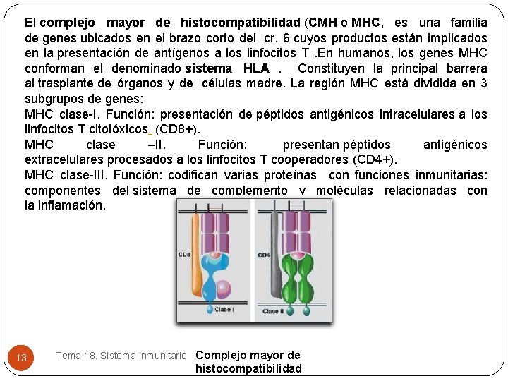 El complejo mayor de histocompatibilidad (CMH o MHC, es una familia de genes ubicados El complejo mayor de histocompatibilidad (CMH o MHC, es una familia de genes ubicados