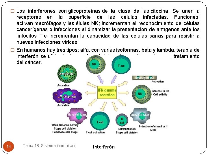� Los interferones son glicoproteínas de la clase de las citocina. Se unen a � Los interferones son glicoproteínas de la clase de las citocina. Se unen a