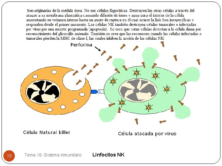 15 Tema 18. Sistema inmunitario Linfocitos NK 15 Tema 18. Sistema inmunitario Linfocitos NK