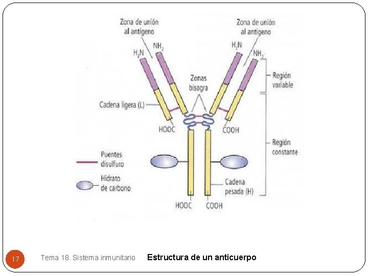 17 Tema 18. Sistema inmunitario Estructura de un anticuerpo 17 Tema 18. Sistema inmunitario Estructura de un anticuerpo