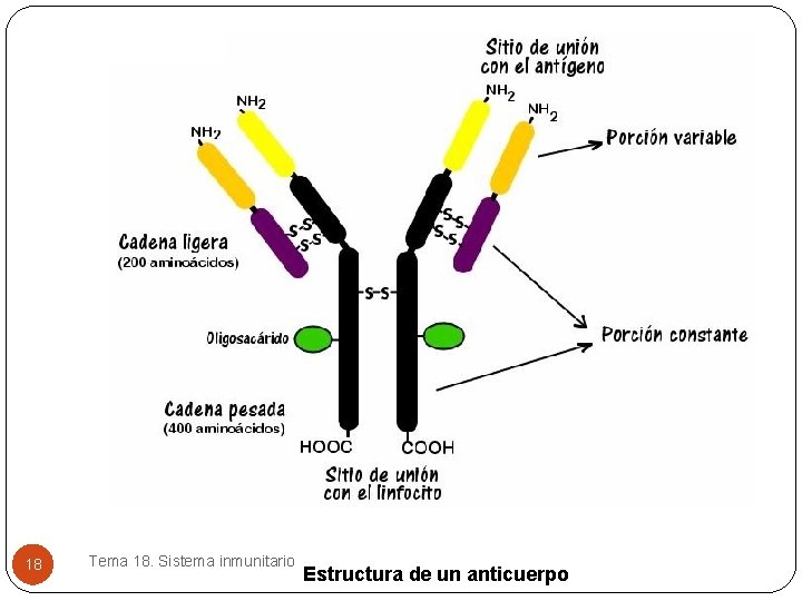 18 Tema 18. Sistema inmunitario Estructura de un anticuerpo 18 Tema 18. Sistema inmunitario Estructura de un anticuerpo