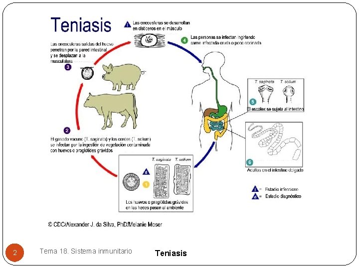 2 Tema 18. Sistema inmunitario Teniasis 2 Tema 18. Sistema inmunitario Teniasis