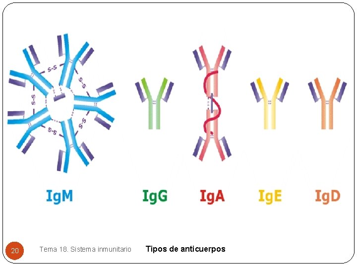 20 Tema 18. Sistema inmunitario Tipos de anticuerpos 20 Tema 18. Sistema inmunitario Tipos de anticuerpos