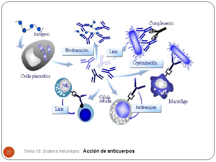 22 Tema 18. Sistema inmunitario Acción de anticuerpos 22 Tema 18. Sistema inmunitario Acción de anticuerpos