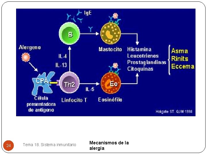24 Tema 18. Sistema inmunitario Mecanismos de la alergia 24 Tema 18. Sistema inmunitario Mecanismos de la alergia