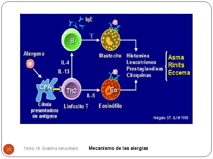 25 Tema 18. Sistema inmunitario Mecanismo de las alergias 25 Tema 18. Sistema inmunitario Mecanismo de las alergias
