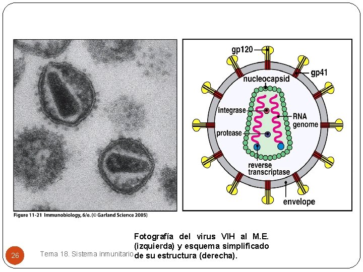 26 Fotografía del virus VIH al M. E. (izquierda) y esquema simplificado Tema 18. 26 Fotografía del virus VIH al M. E. (izquierda) y esquema simplificado Tema 18.