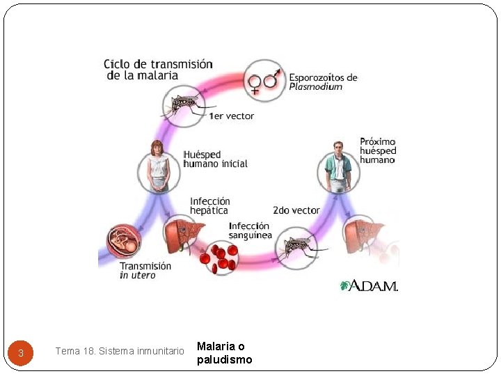 3 Tema 18. Sistema inmunitario Malaria o paludismo 3 Tema 18. Sistema inmunitario Malaria o paludismo