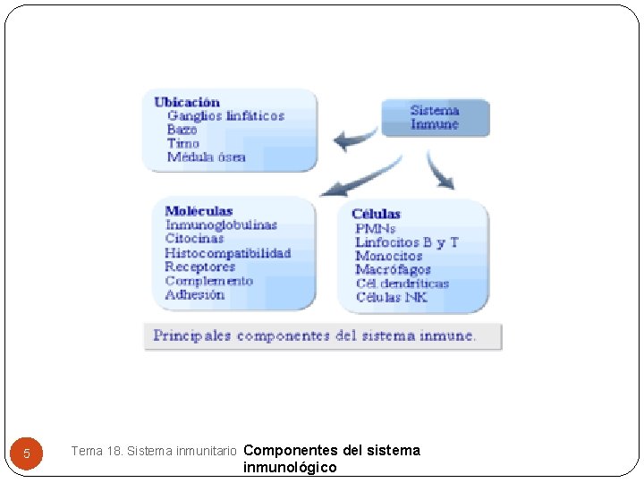 5 Tema 18. Sistema inmunitario Componentes del sistema inmunológico 5 Tema 18. Sistema inmunitario Componentes del sistema inmunológico