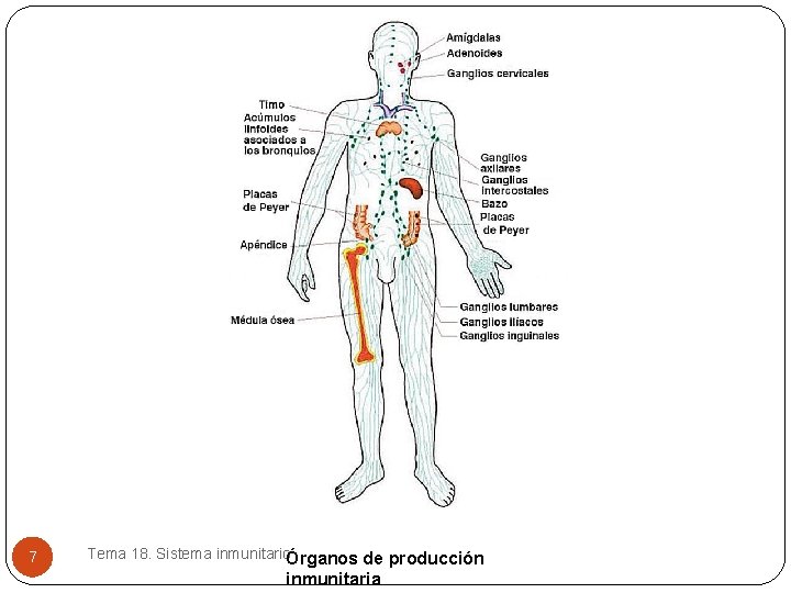 7 Tema 18. Sistema inmunitarioÓrganos de producción inmunitaria 7 Tema 18. Sistema inmunitarioÓrganos de producción inmunitaria